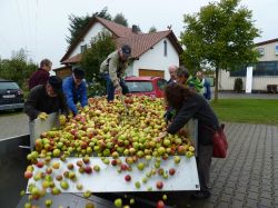 Obsternte Und Maischen 2012 28